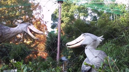 Deux becs en sabot du Nil immobile comme des statues