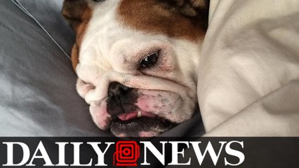 Two dogs dead after grooming at New Jersey PetSmart