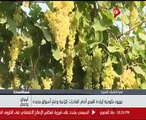 الزراعة: الصادرات الزراعية تمر بـ