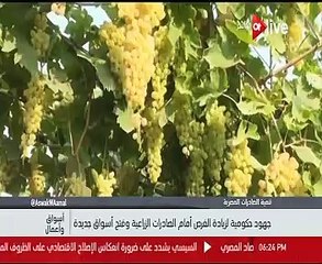 الزراعة: الصادرات الزراعية تمر بـ"كبوة" نتيجة دخول "المصدر السريح" للسوق