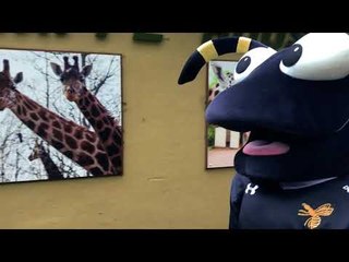 Stings on a Tiger Hunt