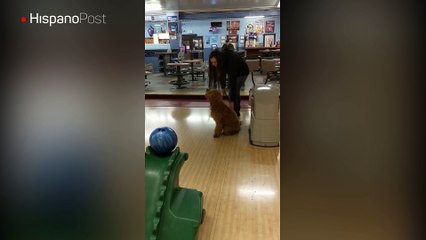 Una mujer entrenó a su perro para jugar a los bolos