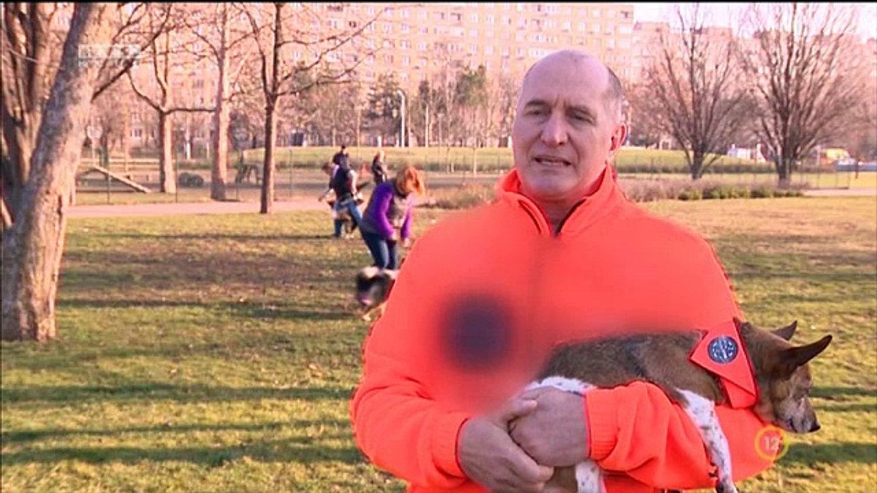Ezek a kutyák a táncparkett ördögei!