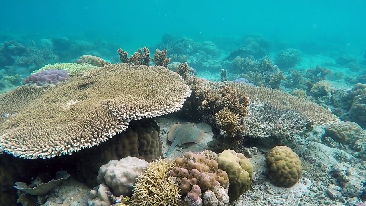 Under Water Video
