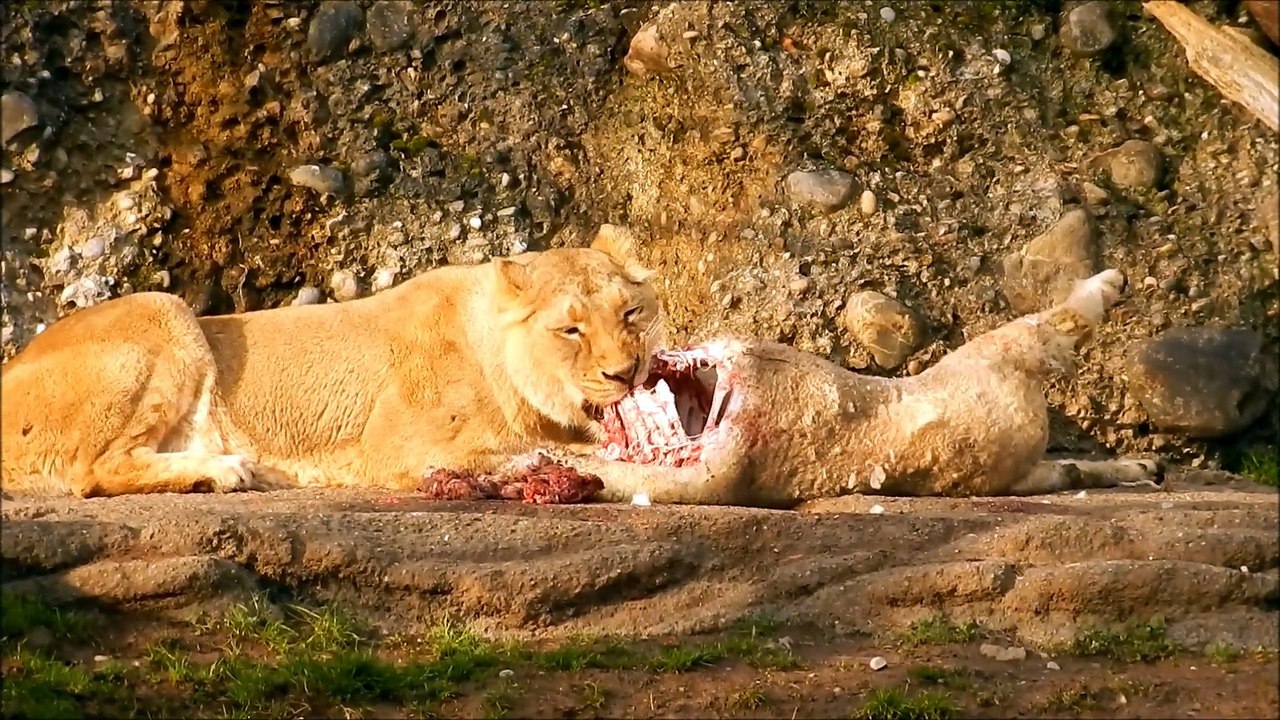 Lion's Lunch