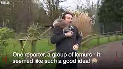 BBC reporter mobbed by lemurs - BBC News