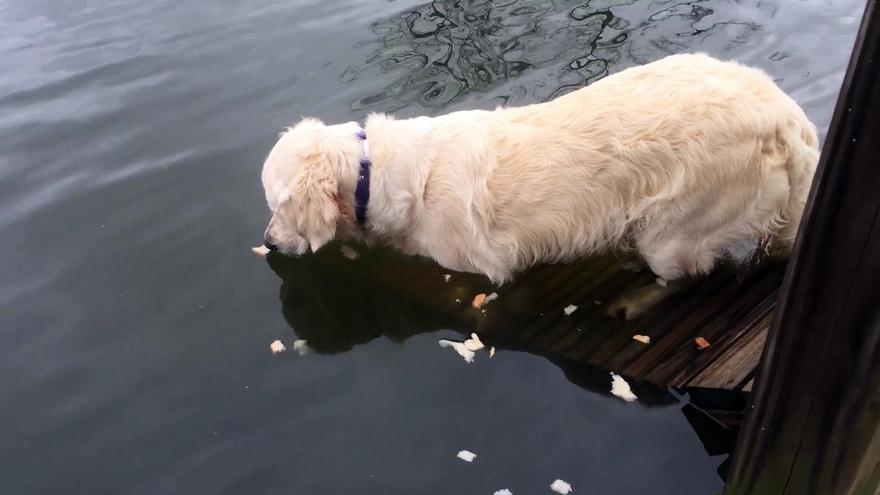 Ce chien très intelligent a une technique de peche incroyable
