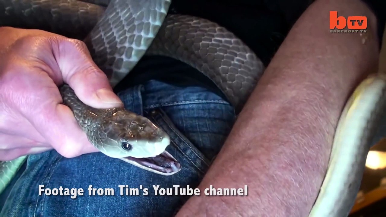 Immunisé au venin de serpent, cet homme se laisse mordre par un serpent très venimeux