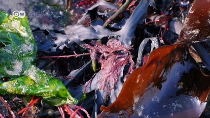 Plástico orgánico a base de algas | Global 3000