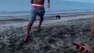 Idiot takes tries to kick a dog on beach, seconds later he gets a taste of his own medicine