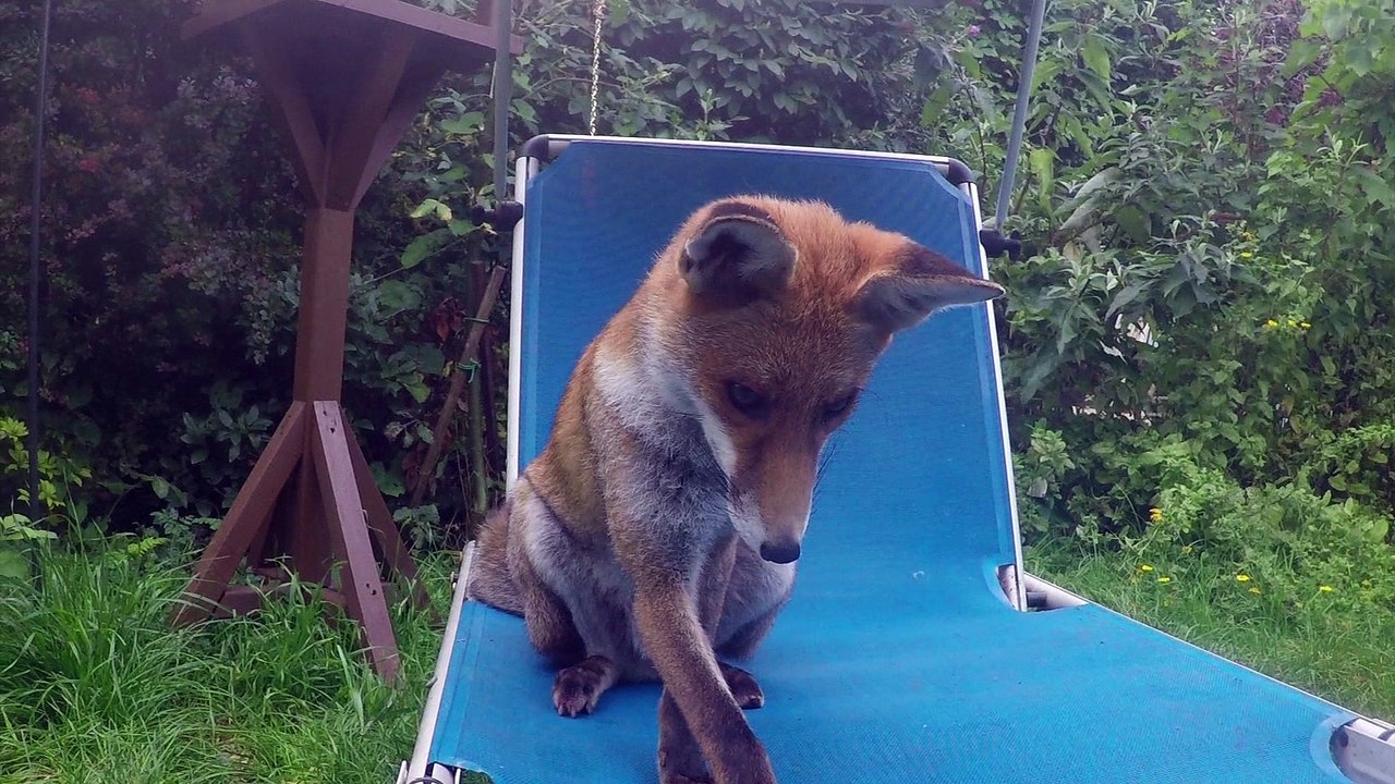 Fox Chewing Camera