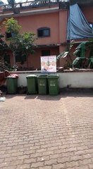 Holy cows of India feed on  garbage in Goa #india