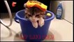 funnycats _ funny cats videos _ funny cats and dogs _ funny cats _ funny cat fac