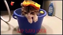 funnycats _ funny cats videos _ funny cats and dogs _ funny cats _ funny cat fac