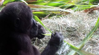 Two juvenile gorillas fight until dad shows up