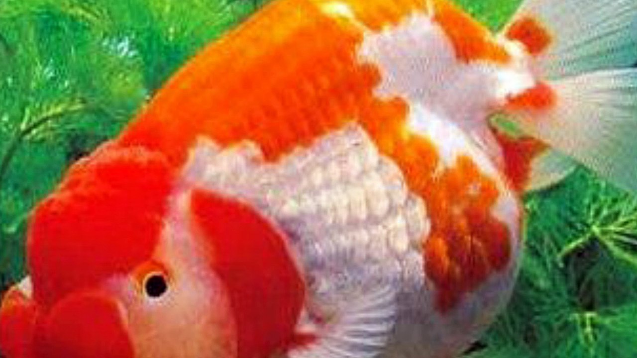 Beautiful Goldfish ! I love Goldfish !