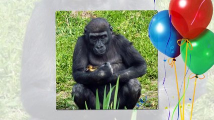 Gorilla - They are humans !