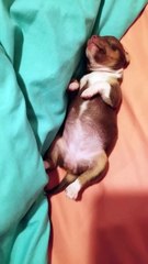 Tiny Puppy Dreaming