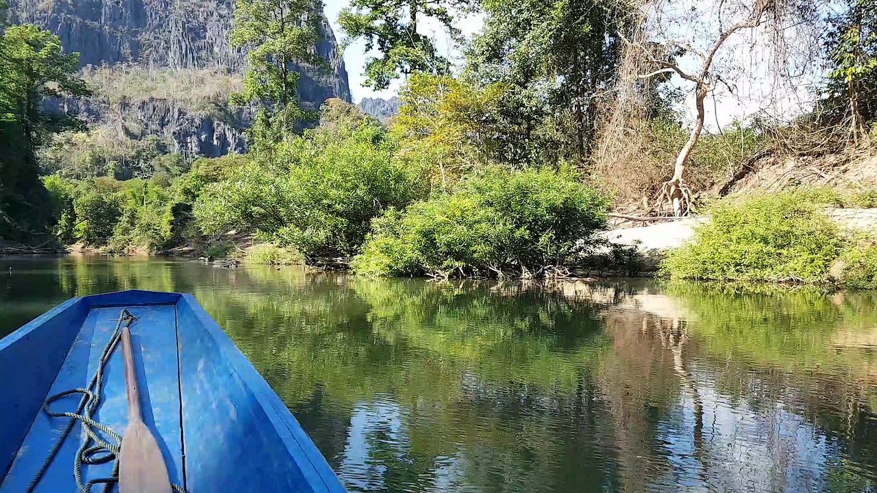 buffles dans l'eau