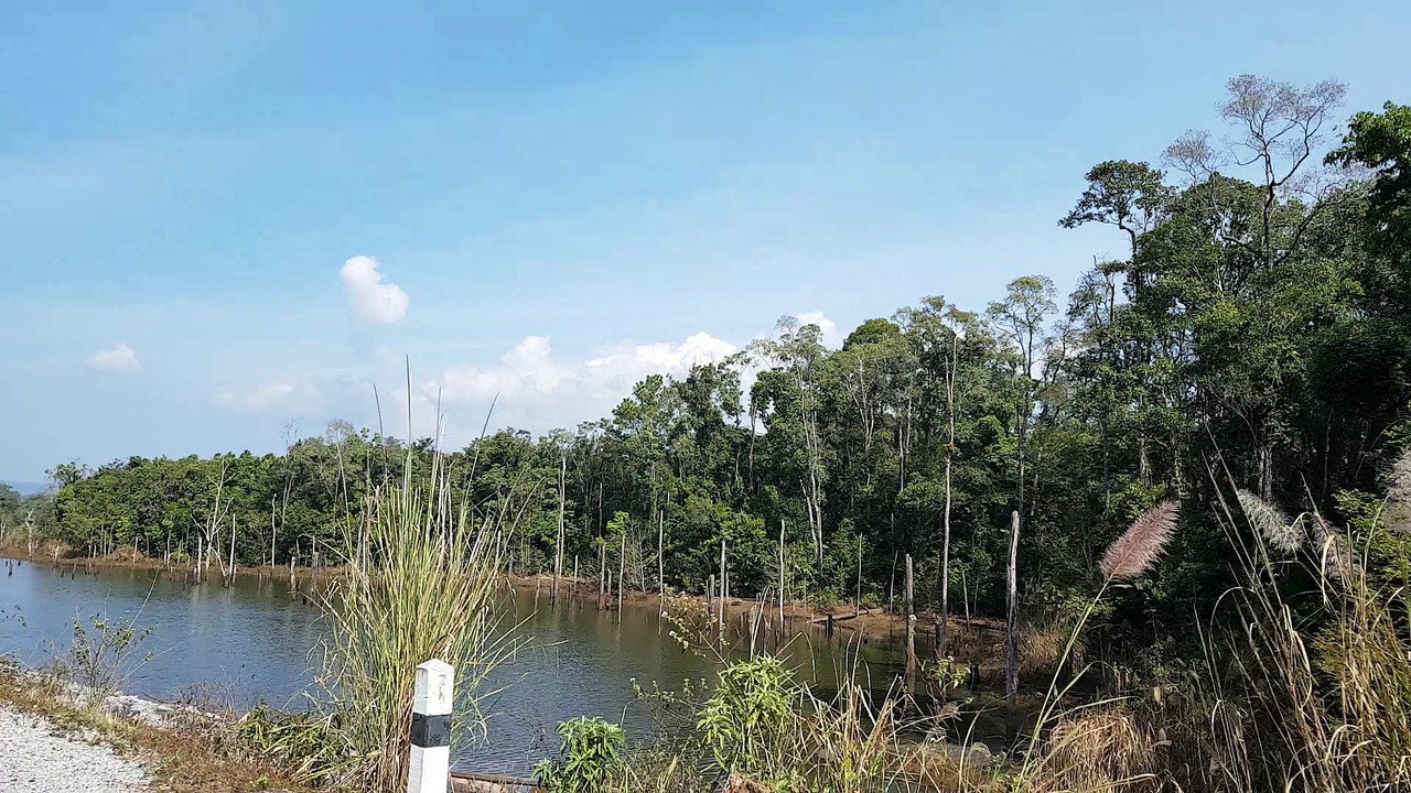 arbres inondés