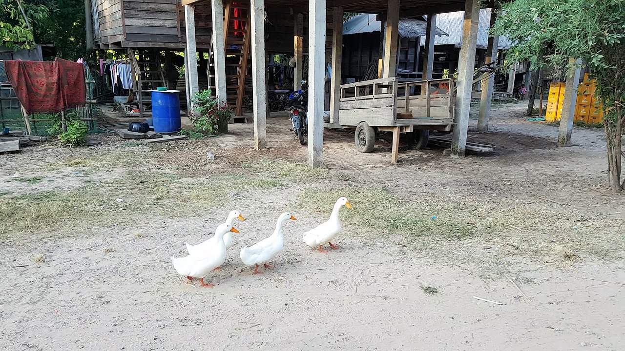 canards