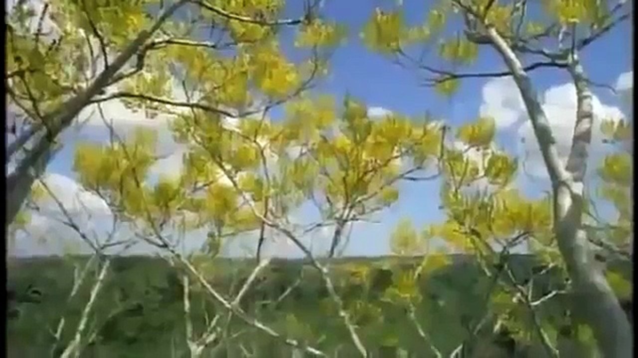 The Jaguar [Full Documentary]