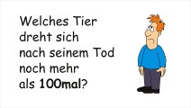 Welches Tier dreht sich nach seinem Tod noch mehr als 100mal