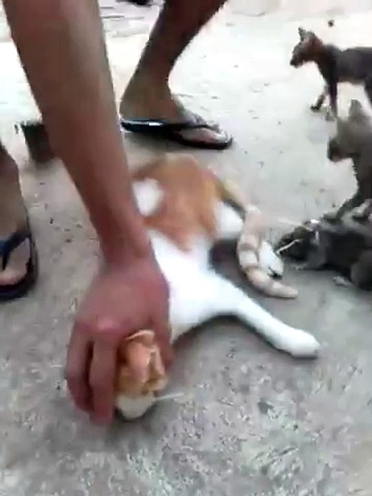 fun with cat ,nice and funny