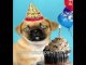 Pug Sings Happy Birthday - Hilariously Funny Dog Video Ecard