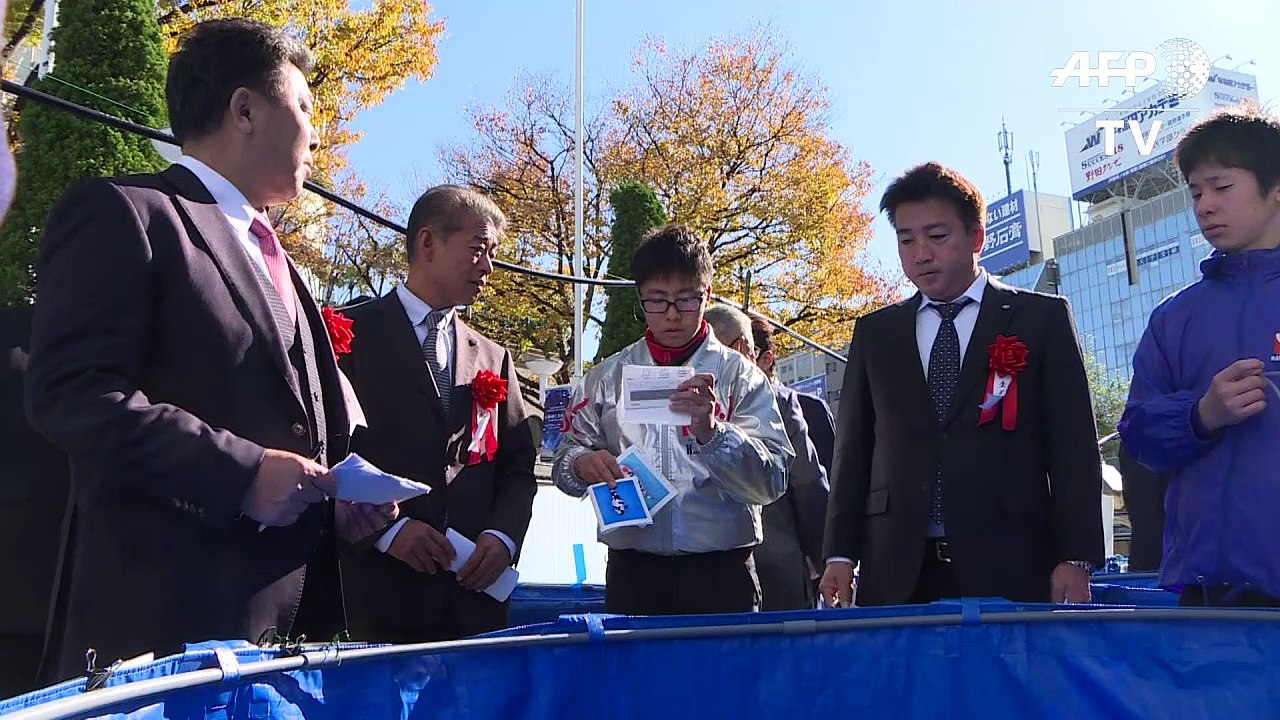 Der Zirkus um den Koi in Japan