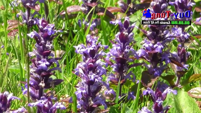 Karaoke - Liên Khúc Nhạc Sống Bolero Trữ Tình Đặc Biệt Vol 1 -Được Tuyển Chọn Những Bài Hát Hay Nhất