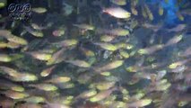 水田圭　魚の大群の中でゆっくりと泳ぐ