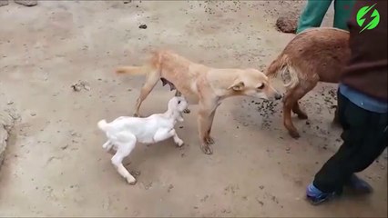 Cette jeune chèvre vient téter une maman chien...