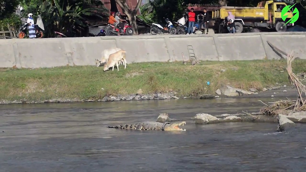 Ce crocodile a un pneu autour du cou depuis 2 ans mais ça n'a pas l'air de trop le gêner