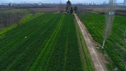 Kereviz Para Etmeyince Tarlada Kaldı