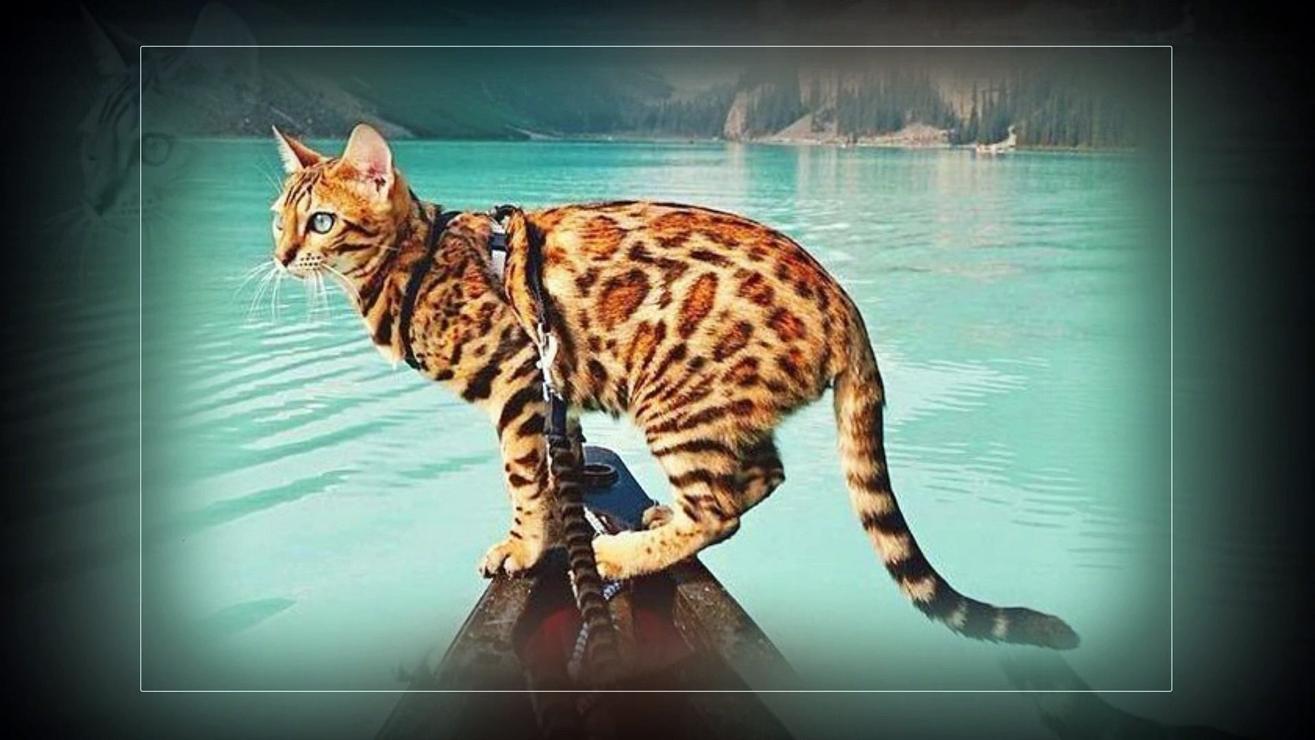 ⁣Bengal cats ! Beautiful cats !