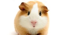 Happy Birthday! - Funny Birthday Songs (Gary the Guinea Pig)