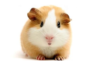 Happy Birthday! - Funny Birthday Songs (Gary the Guinea Pig)