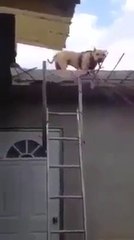 Скачать видео: Ce chien descend du toit en utilisant l'echelle comme un humain... Incroyable