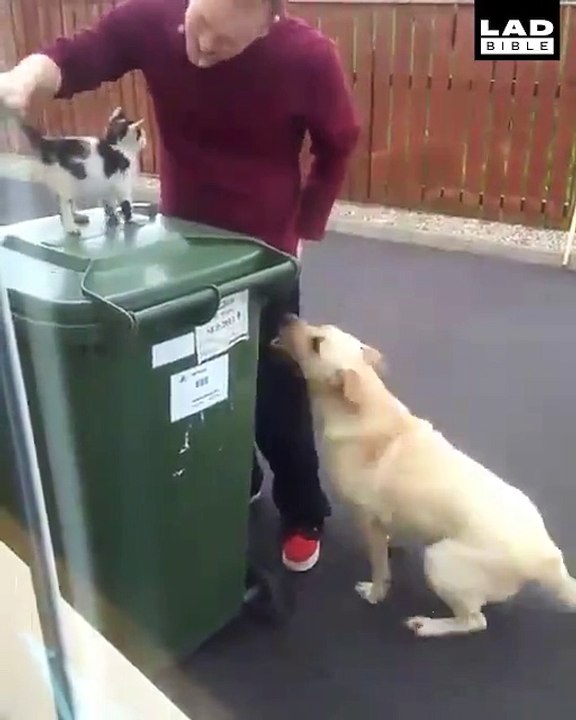 Ce pauvre chien est jaloux parce que son maitre caresse un chat