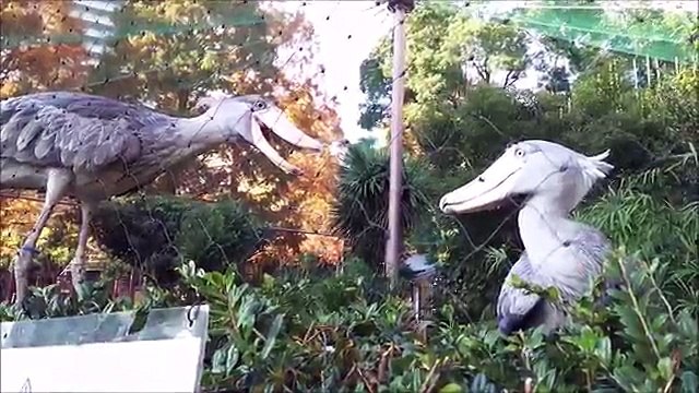 Non, ces 2 oiseaux ne sont pas des statues - Becs en sabot du Nil immobiles