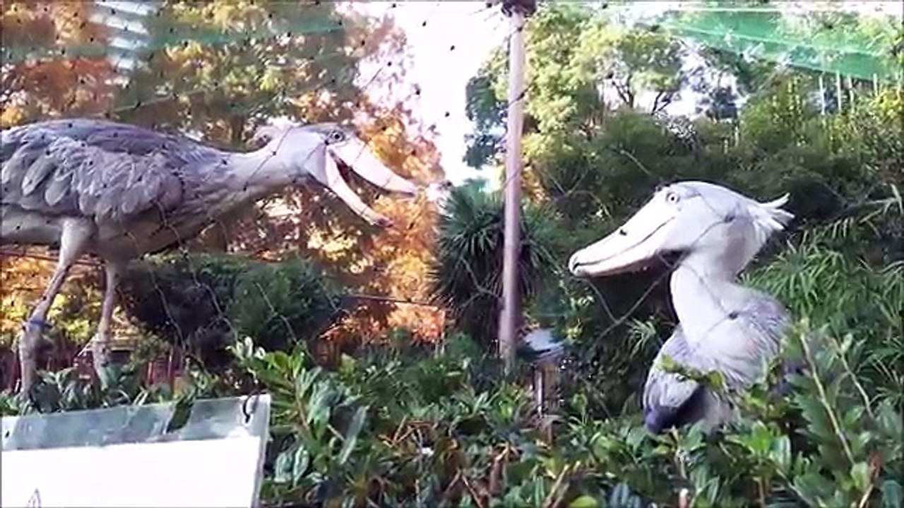 Non, ces 2 oiseaux ne sont pas des statues - Becs en sabot du Nil immobiles