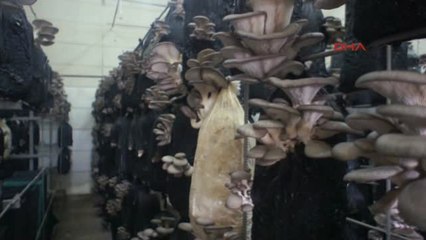 Manisa-Fransa'dan Geldi, Alaşehir'de İstiridye Mantarı Üretti