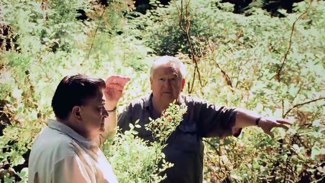 Rainforest Deforestation