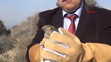 Mersin Tedavi Edilen 23 Kuş Doğaya Salındı