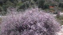 Antalya Demre'de Ağaçlar Çiçek Açtı