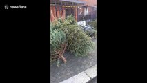 Dead Christmas trees pile up on London street