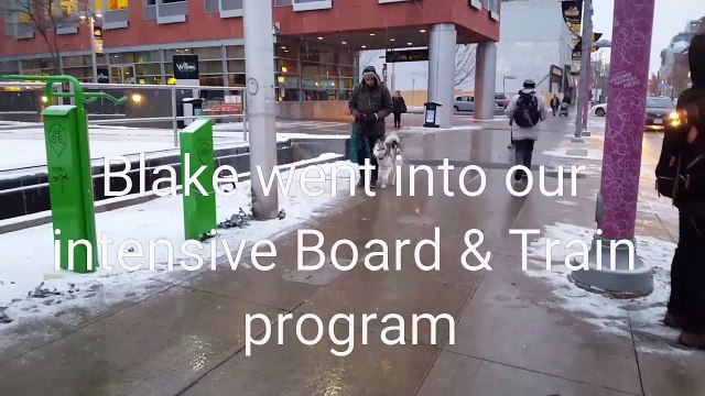 Husky Training Off Leash – Obedience Dog Training Burlington | SHIELD K9