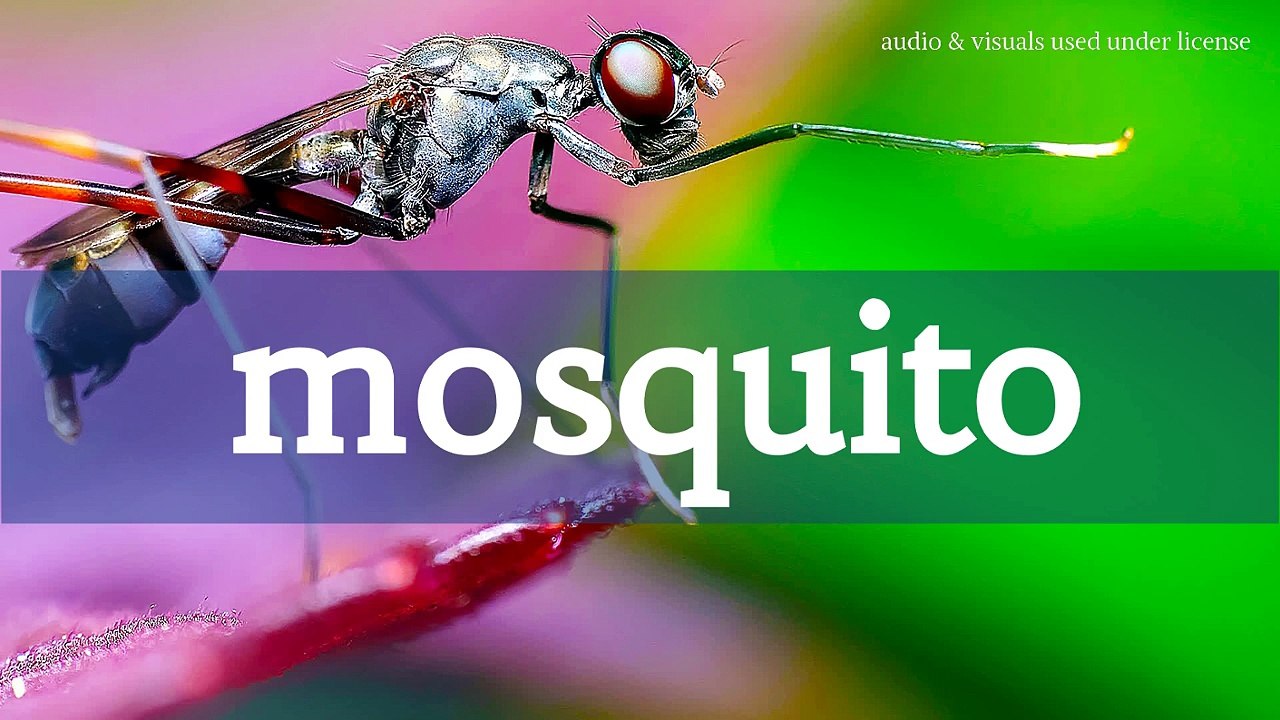 mosquito sound effect 