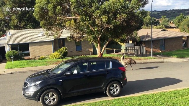 Wild emu roams the streets of Adelaide, Australia